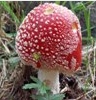 Fliegenpilz.jpg