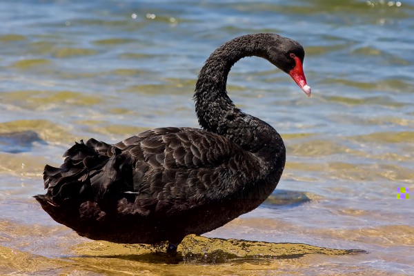 1280px-Black_swan_jan09.jpg