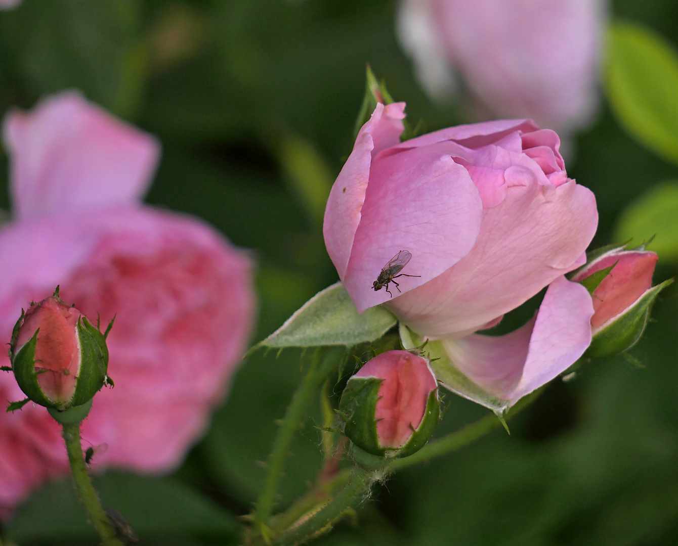 rose-mit-fliege-und-sonstigen-quaelgeistern-c2cccf97-f647-4ca9-a3a2-58513f827679.jpg