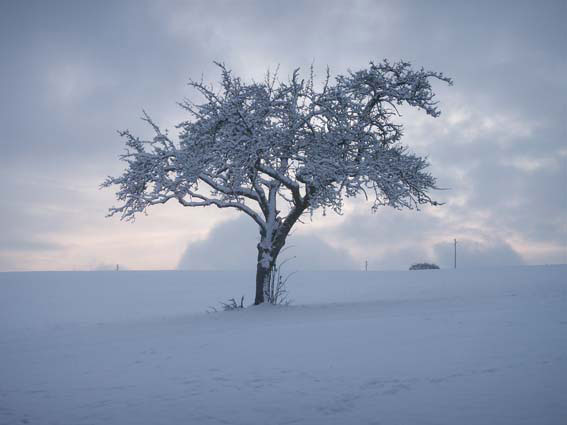 Baum-im-Winterkleid.jpg